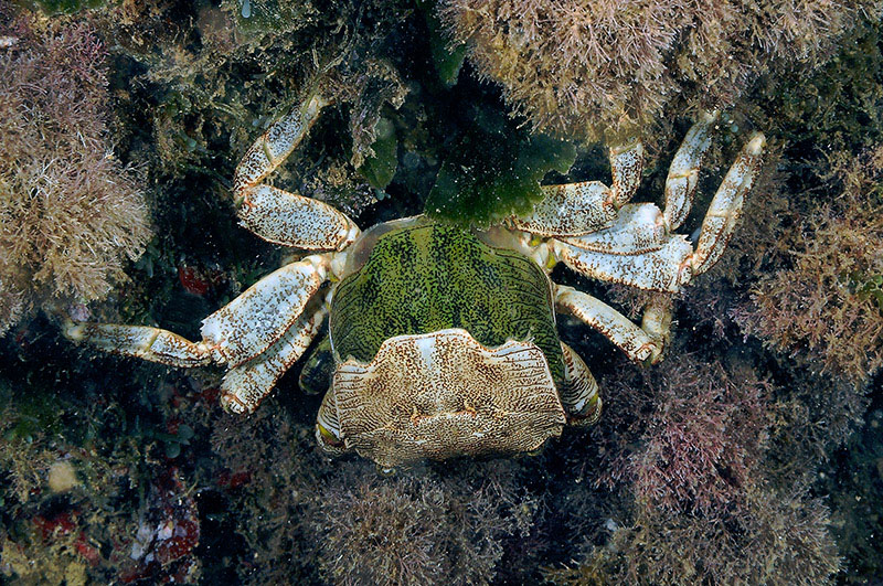 Pachygrapsus marmoratus cambia il carapace